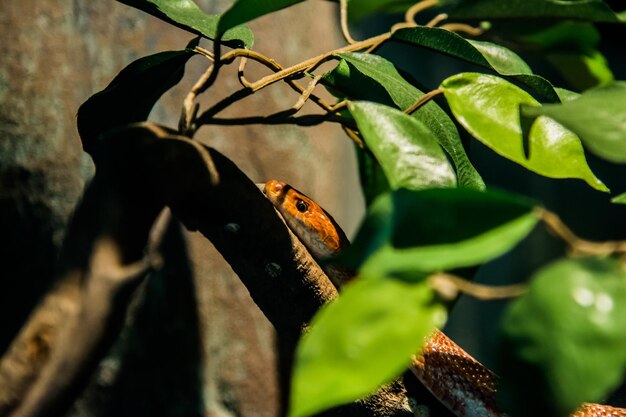 Foto primer plano de una mariposa en una hoja