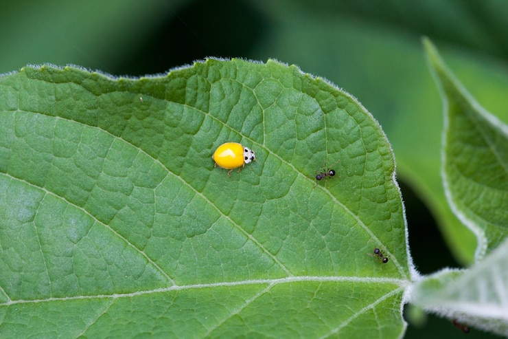 Foto primer plano de la mariposa en la hoja