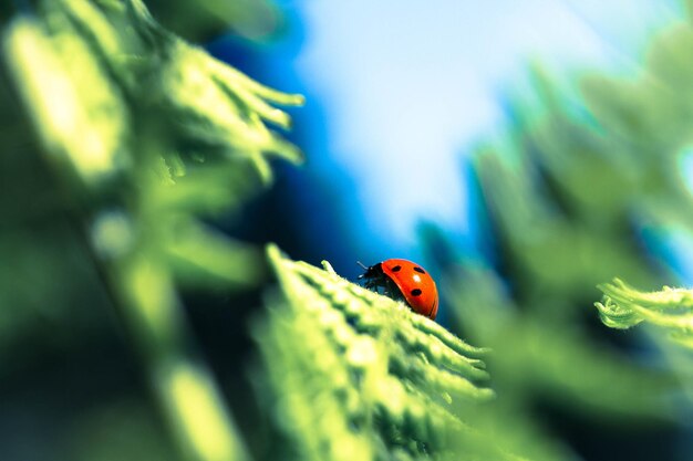 Foto primer plano de la mariposa en la hoja