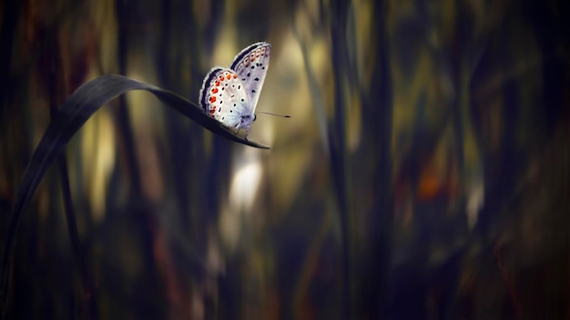 Foto primer plano de una mariposa en una hoja