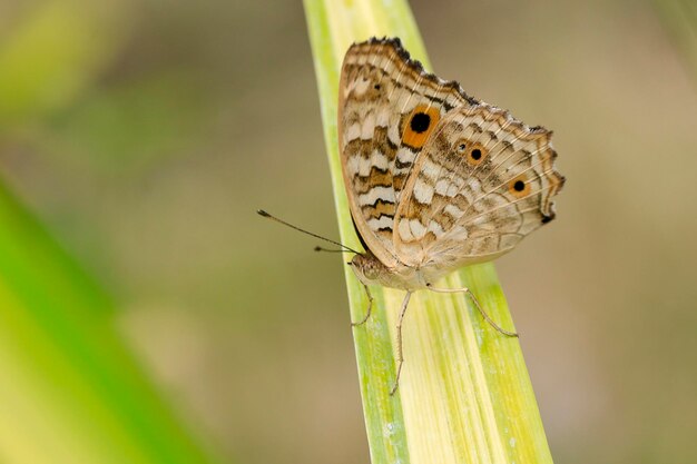 Primer plano de una mariposa en una hoja