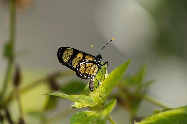 Primer plano de una mariposa en una hoja