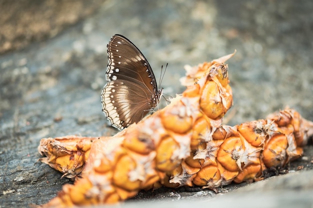 Primer plano de una mariposa en las hojas