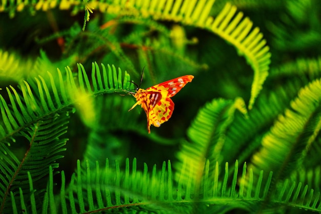 Primer plano de una mariposa en las hojas