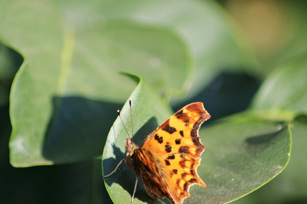 Foto primer plano de una mariposa en las hojas