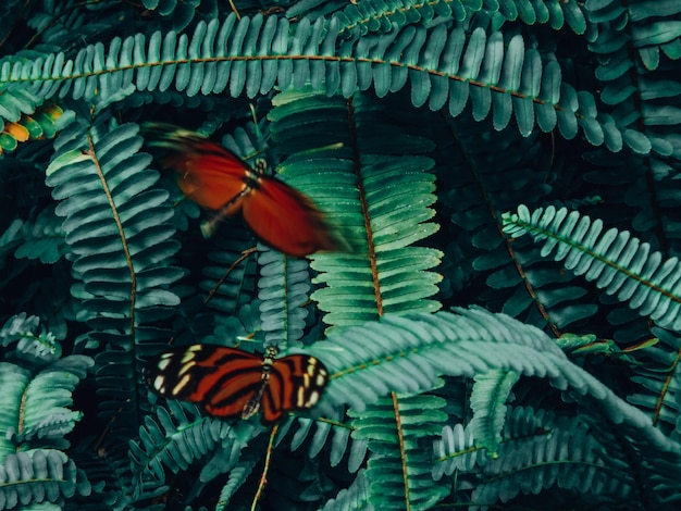 Foto primer plano de una mariposa en las hojas