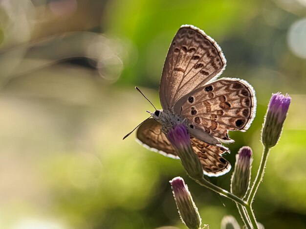 primer plano de una mariposa con una increíble flor rosada