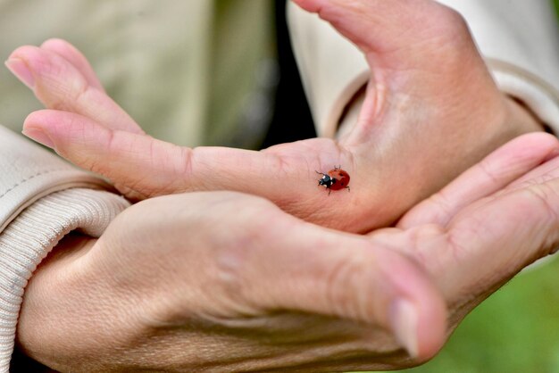 Primer plano de la mariposa en la mano humana