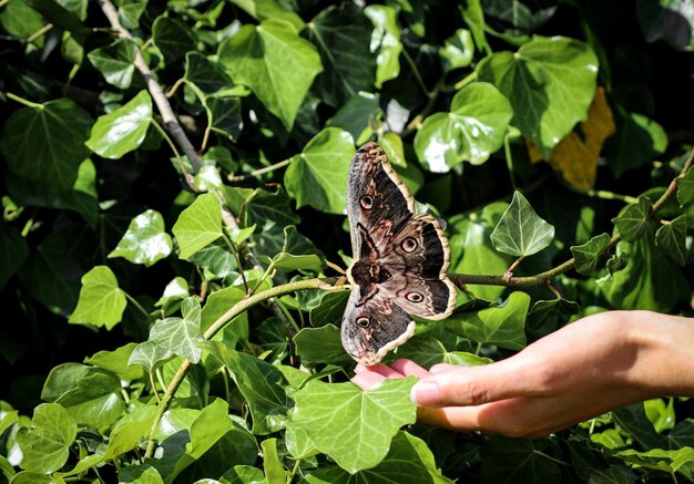 Foto primer plano de una mariposa con la mano en una planta