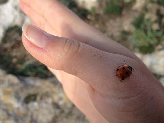 Primer plano de la mariposa en la mano