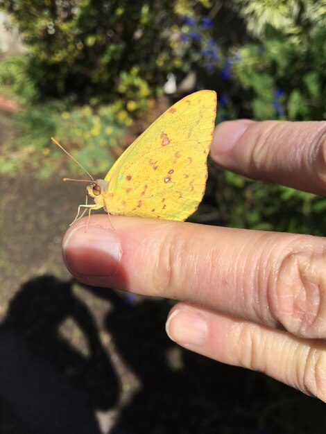 Foto primer plano de la mariposa en la mano