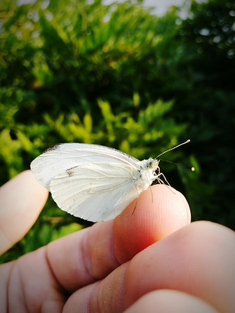 Foto primer plano de una mariposa con la mano