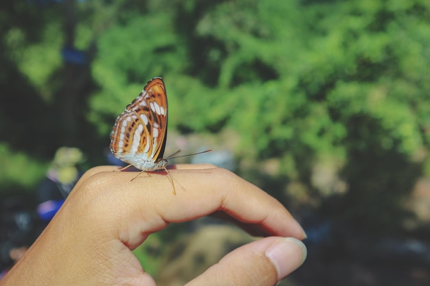 Foto primer plano de una mariposa en la mano