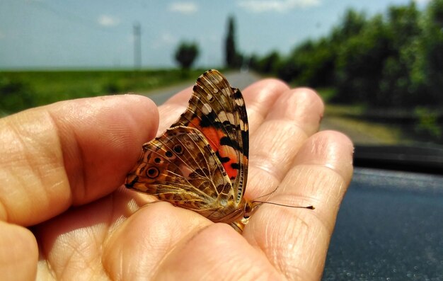 Foto primer plano de una mariposa con la mano