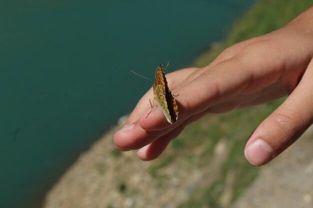 Foto primer plano de una mariposa en la mano