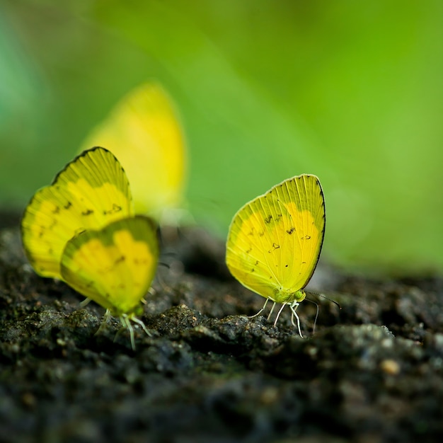 Primer plano de una mariposa monarca en un Black-eyed