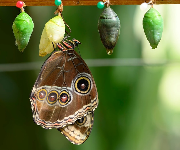Primer plano de la mariposa Morpho saliendo de la crisálida
