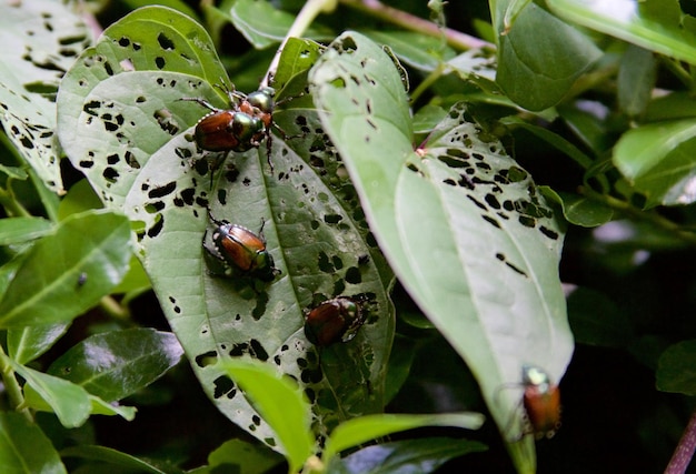 Foto un primer plano de la mariposa en la planta.