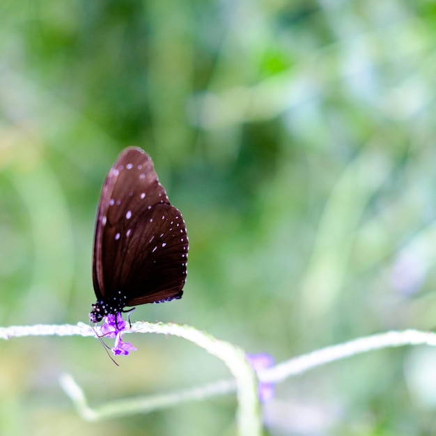 Foto primer plano de una mariposa en una planta