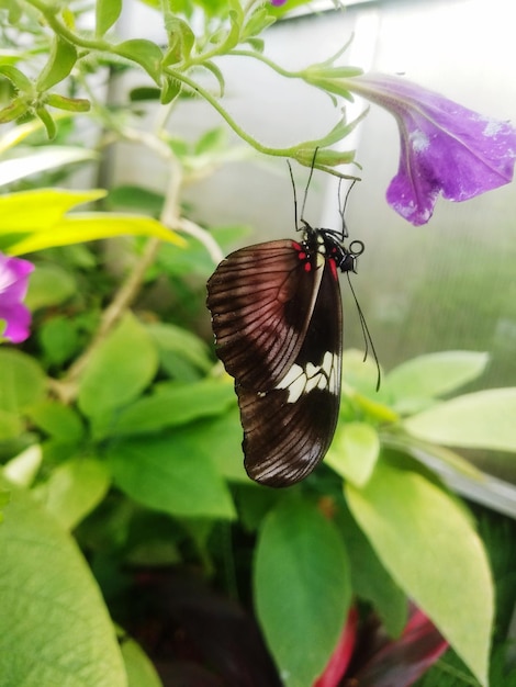 Foto primer plano de una mariposa en una planta.