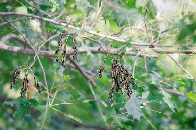 Foto primer plano de una mariposa en una planta