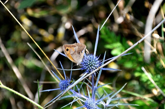 Foto primer plano de una mariposa en una planta