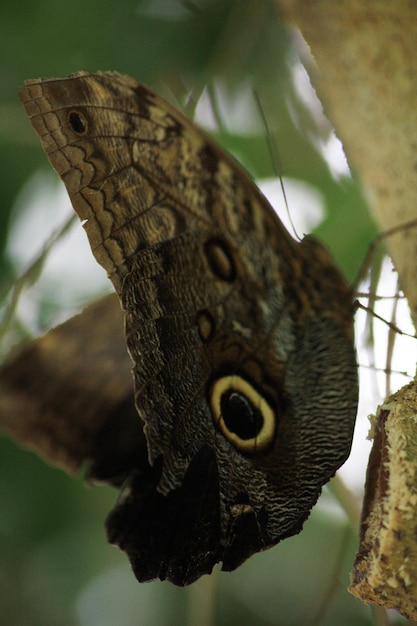 Primer plano de una mariposa en una planta