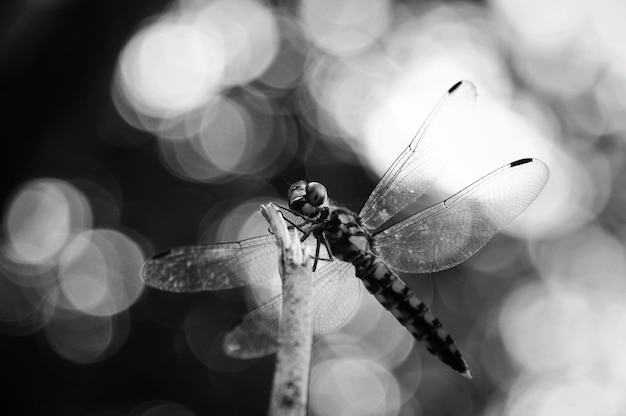 Foto primer plano de una mariposa en una planta