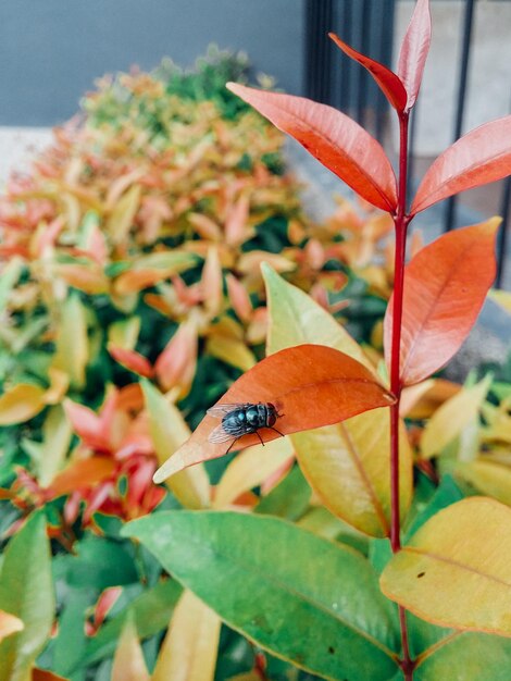 Primer plano de una mariposa en una planta