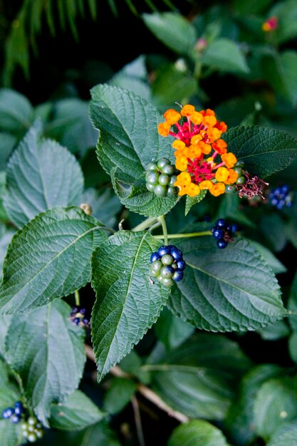 Foto primer plano de una mariposa en una planta