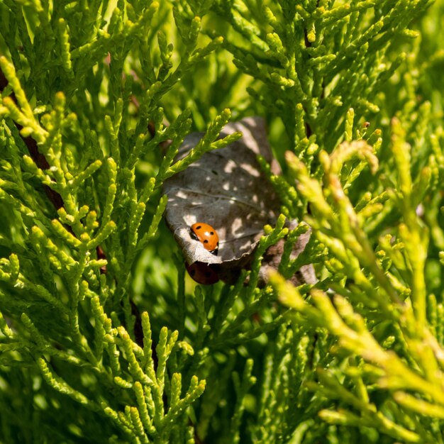 Foto primer plano de la mariposa en la planta