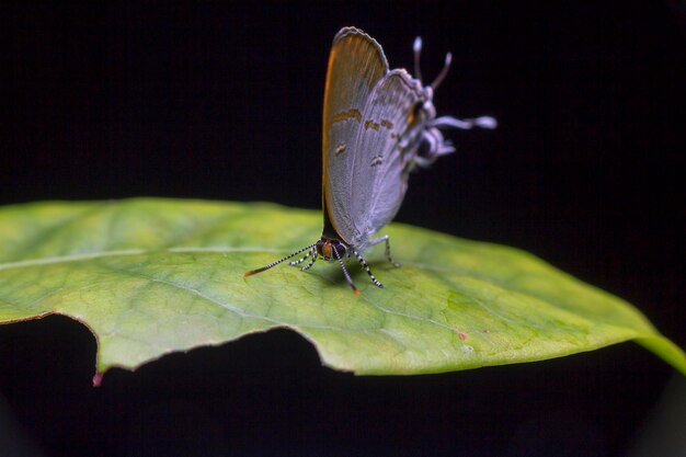 primer plano, de, mariposa, en, planta