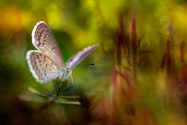 Foto primer plano de una mariposa en una planta