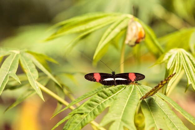 Primer plano de una mariposa en una planta