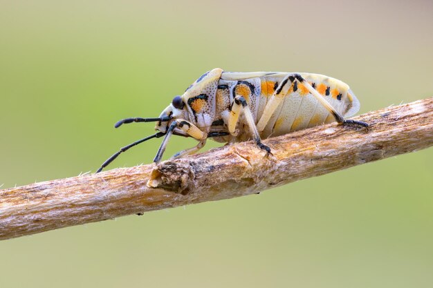 Primer plano de una mariposa en una planta
