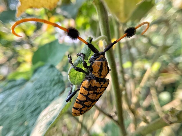 Foto primer plano de una mariposa en una planta