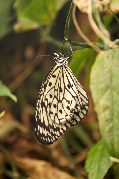 Primer plano de una mariposa en una planta