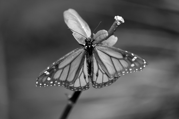 Foto primer plano de una mariposa en una planta