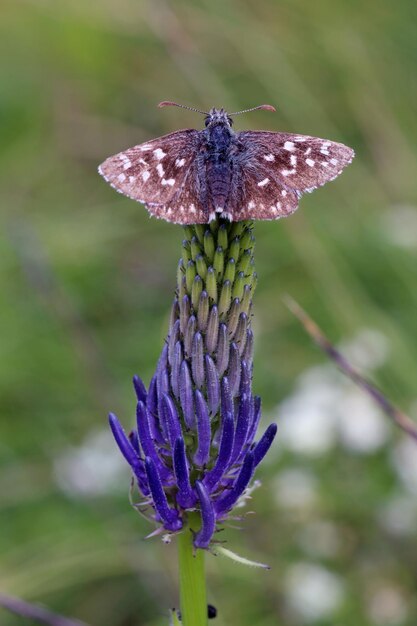 Foto primer plano de una mariposa en una planta