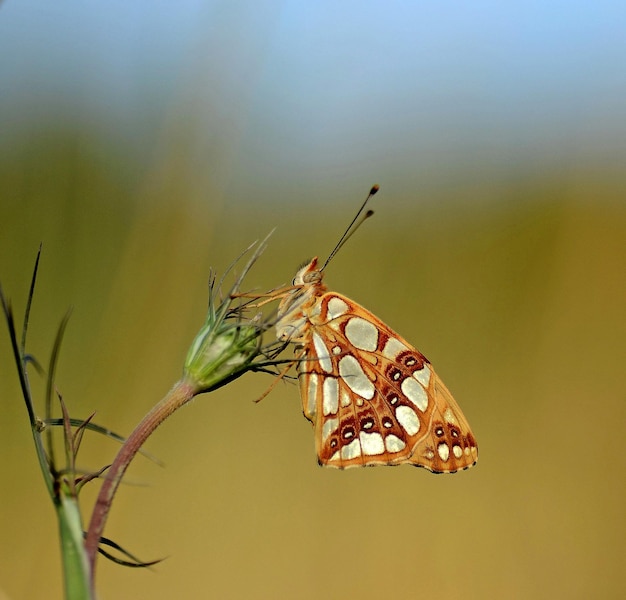 Foto primer plano de una mariposa en una planta