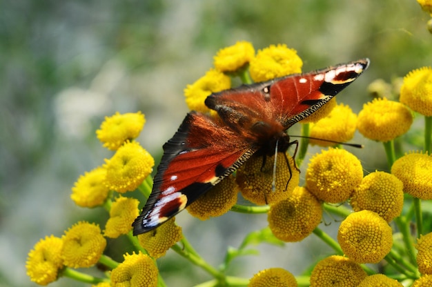 Foto primer plano de una mariposa polinizando una flor amarilla