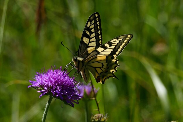 Foto primer plano de una mariposa polinizando una flor púrpura