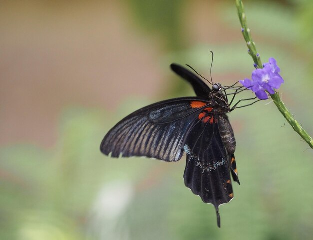 Foto primer plano de una mariposa polinizando una flor púrpura