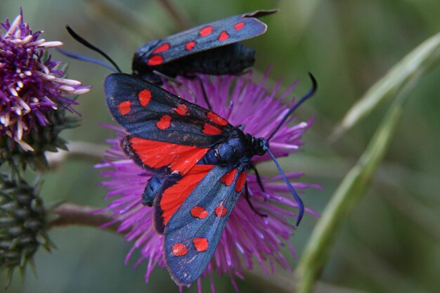 Foto primer plano de una mariposa polinizando una flor púrpura