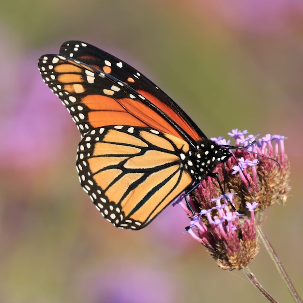 Foto primer plano de una mariposa polinizando una flor púrpura