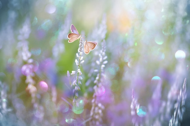 Foto primer plano de una mariposa polinizando una flor púrpura