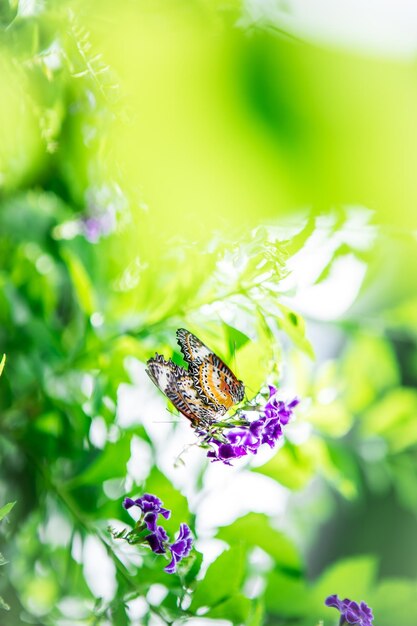 Foto primer plano de una mariposa polinizando una flor púrpura