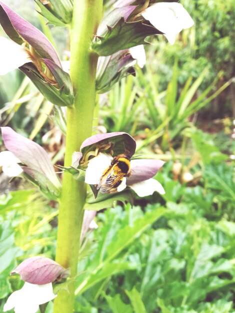 Foto primer plano de una mariposa polinizando una flor púrpura