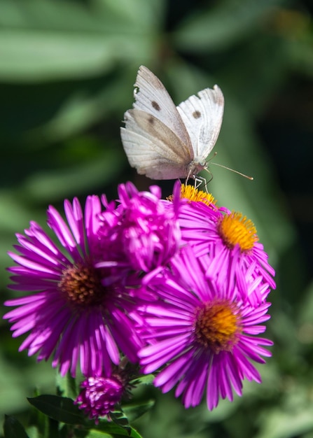 Foto primer plano de una mariposa polinizando una flor púrpura