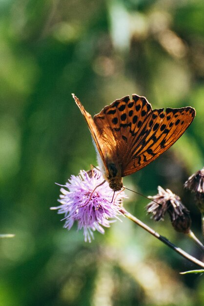 Foto primer plano de una mariposa polinizando una flor púrpura